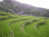 rice fields